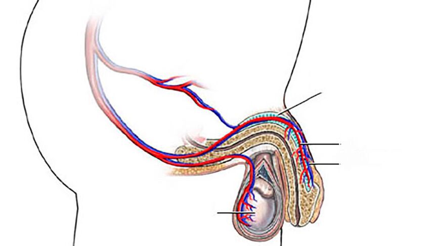 estrutura do pene