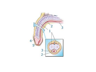 estrutura do pene