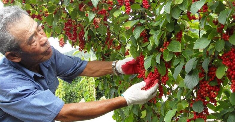 Limón chinés para aumentar a potencia